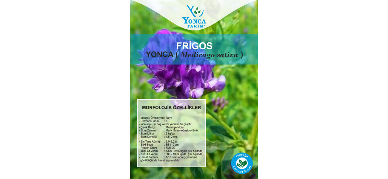 yonca3