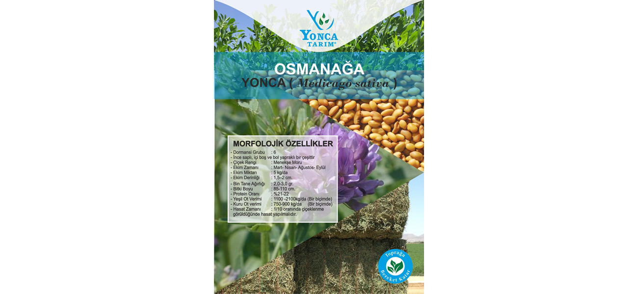 yonca7